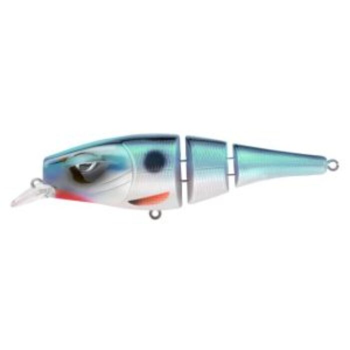 pikefighter bluefish